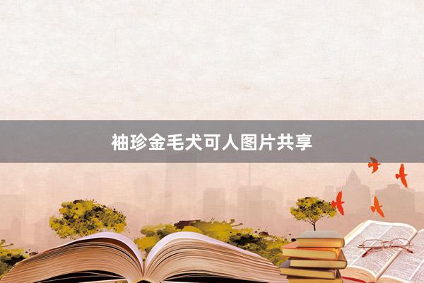袖珍金毛犬可人图片共享